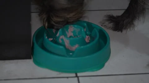 Hungry Mixed Breed Dog Eating Pate from Bowl Stock Footage 331971479