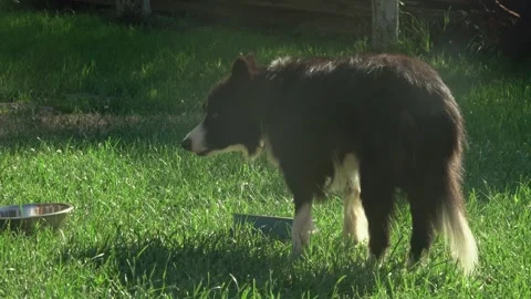 Hungry Mixed-Breed Pets Having a Meal on Backyard Lawn Turf Stock Footage 337164613