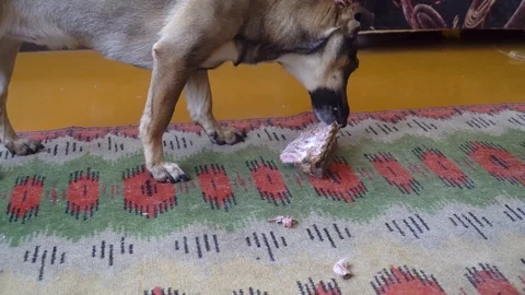 Hungry mongrel dog gnaws a bone on carpet at home Stock Footage 129290110
