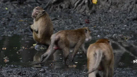 Hungry monkey Stock Footage 158737874