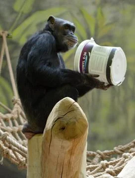 Hungry monkey Stock Photos