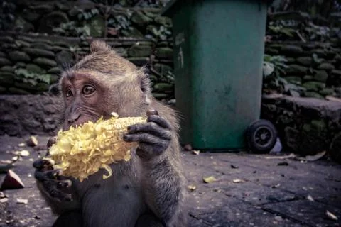 Hungry monkey 写真素材