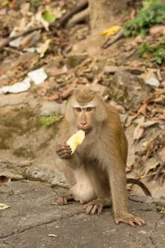 Hungry monkey sitting eating a yellow fruit Stock Photos