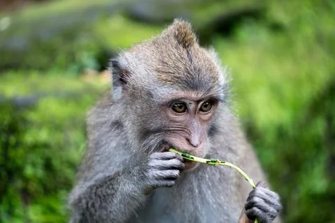 The Hungry Monkey of the Ubud Monkey Forest Sanctuary in Bali Indonesia 写真素材