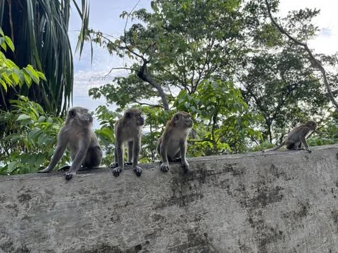 The hungry monkeys Stock Photos