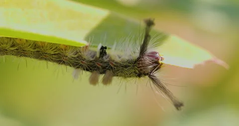 Hungry moth caterpillar devouring a green leaf in vibrant, bright sunlight Video stock 328616353