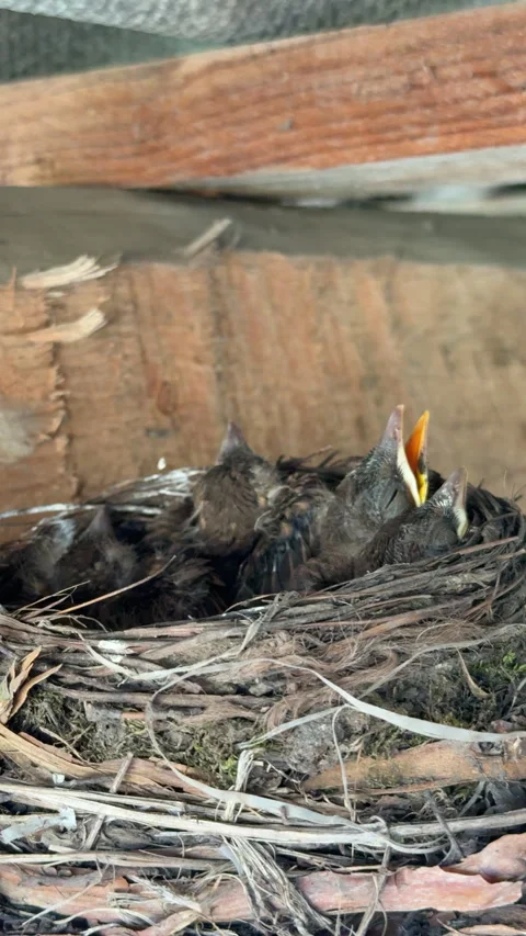 Hungry newborn blackbird chicks chirping for food in nest Stock Footage 340237533