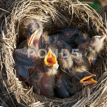Hungry newborn thrush's chicks are opening their mouths asking for food lying Stock Photos