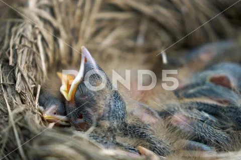 Hungry newborn thrush's chicks are opening their mouths asking for food Stock Photos