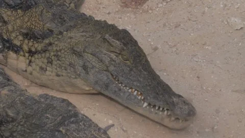 Hungry nile crocodiles fighting over a piece of raw meat 動画素材 337759057