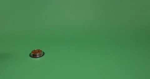 Hungry or not hungry? Stock Footage 102958275