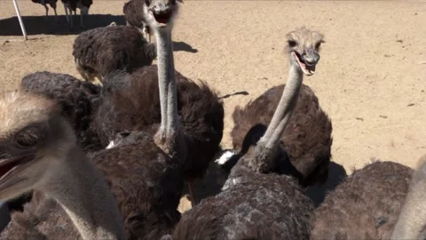 HUNGRY OSTRICHES CLOSE UP Stock Footage 197175105