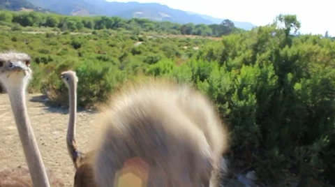 Hungry Ostrichs Attack Video stock 7902502