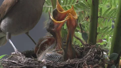 Hungry Pale Breasted Thrush chicks fed by both male and female. Stock Footage 293094682