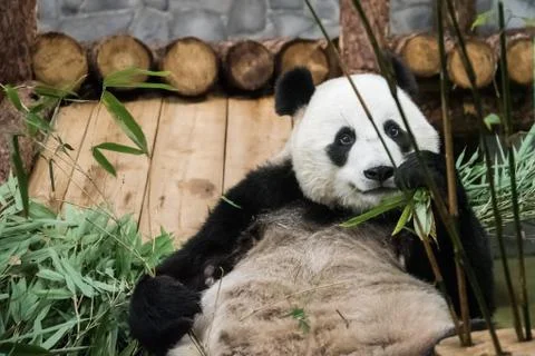 Hungry Panda bear is happy to eat bamboo. Stock Photos