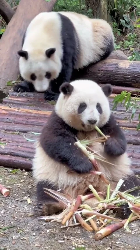 Hungry Panda Bears Foraging and Feeding on Fresh Bamboo Stock Footage 341934414