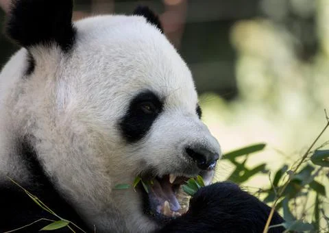 Hungry Panda Foto stock