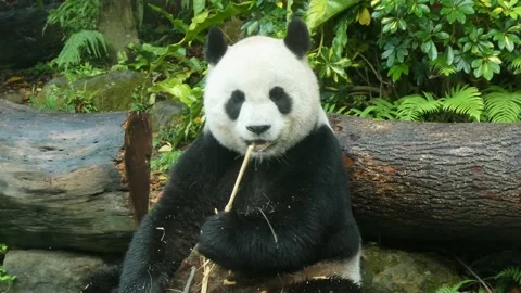Hungry panda sitting and chewing a dry bamboo stick Video stock 239852237