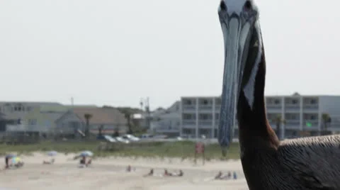Hungry pelican gets friendly at pier Video stock 24636764