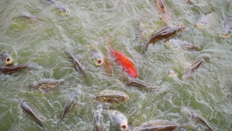 Hungry Perch many fish swim in freshwater lake in the zoo in summer Stock Footage 238609751