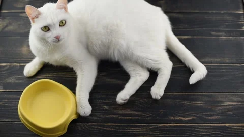 Hungry pet, view from above. Видео 138796133