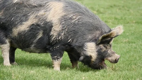 Hungry pig Stock Footage 112138505