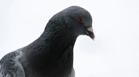 Hungry pigeon eat bread close-up Video stock 45980887