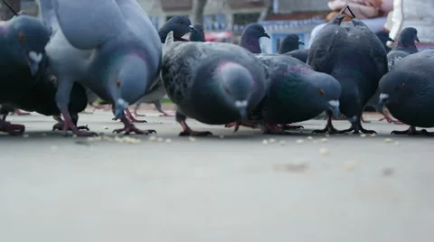 Hungry pigeon Video stock 62909330