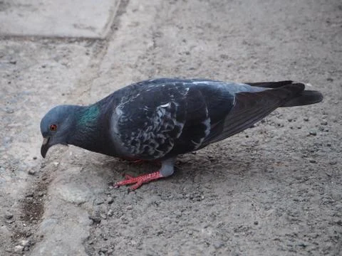 A Hungry Pigeon Stock Photos