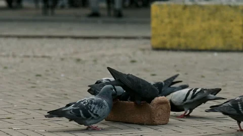 Hungry pigeons fighting for a loaf of bread on the street in Amsterdam 스톡 동영상 334782435
