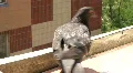 Hungry pigeons HD Footage