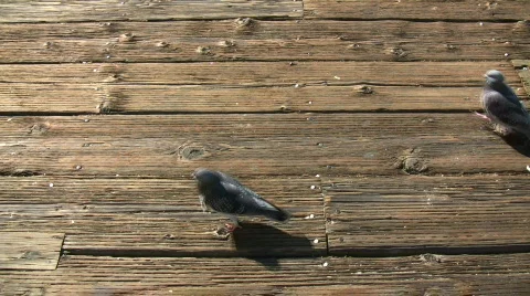 Hungry pigeons trample each other to get food (High Definition) Stock Footage 360120