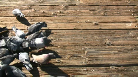Hungry pigeons trample each other to get food (High Definition) Stock Footage 360121