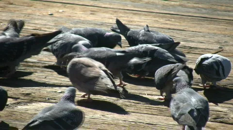 Hungry pigeons trample each other to get food (High Definition) Stock Footage 360122