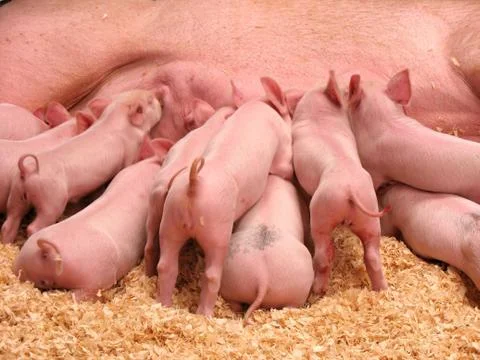 Hungry Piglets Stock Photos