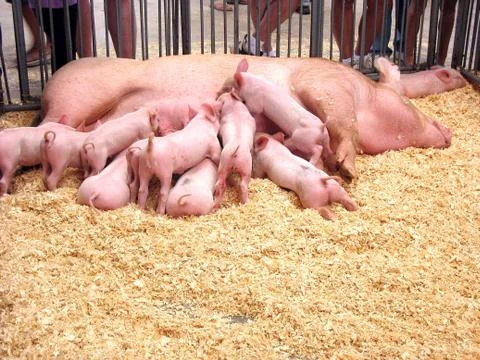 Hungry Piglets Stock Photos