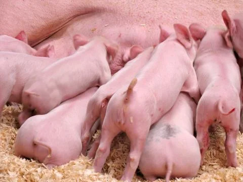 Hungry Piglets Stock Photos
