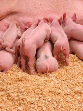 Hungry Piglets Stock Photos