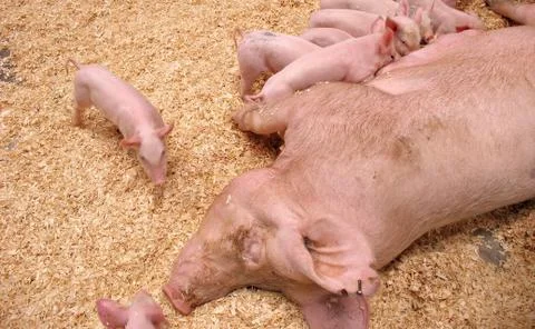 Hungry Piglets Stock Photos