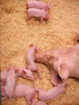 Hungry Piglets Stock Photos
