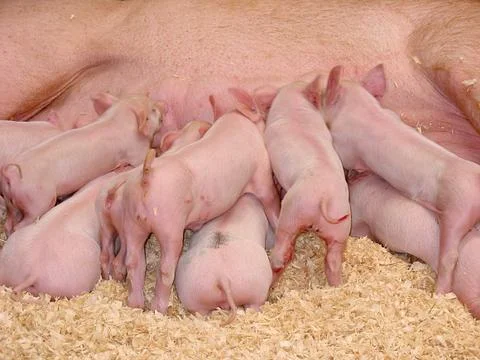 Hungry Piglets Stock Photos