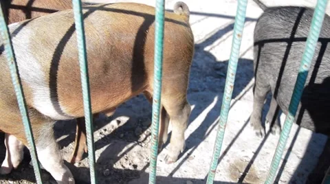 Hungry pigs at the farm Stock Footage 54741047