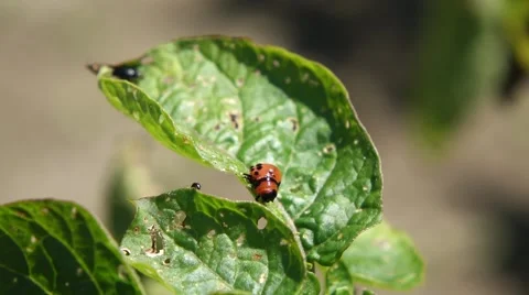Hungry Potato Beetle Larvae and Flea Beetles Stock Footage 53971304