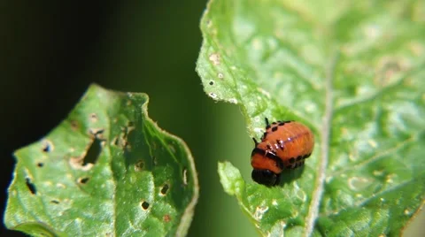Hungry Potato Beetle Larvae Video stock 53969937