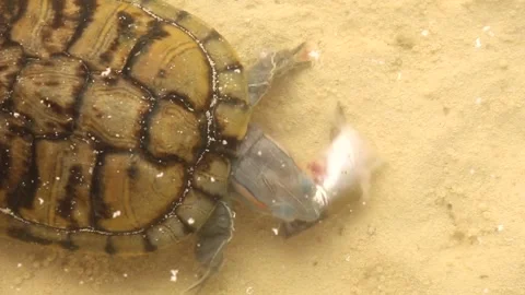 A hungry, predatory, wild reptile eats in the water. .Red - eared turtle Stock Footage 246829147