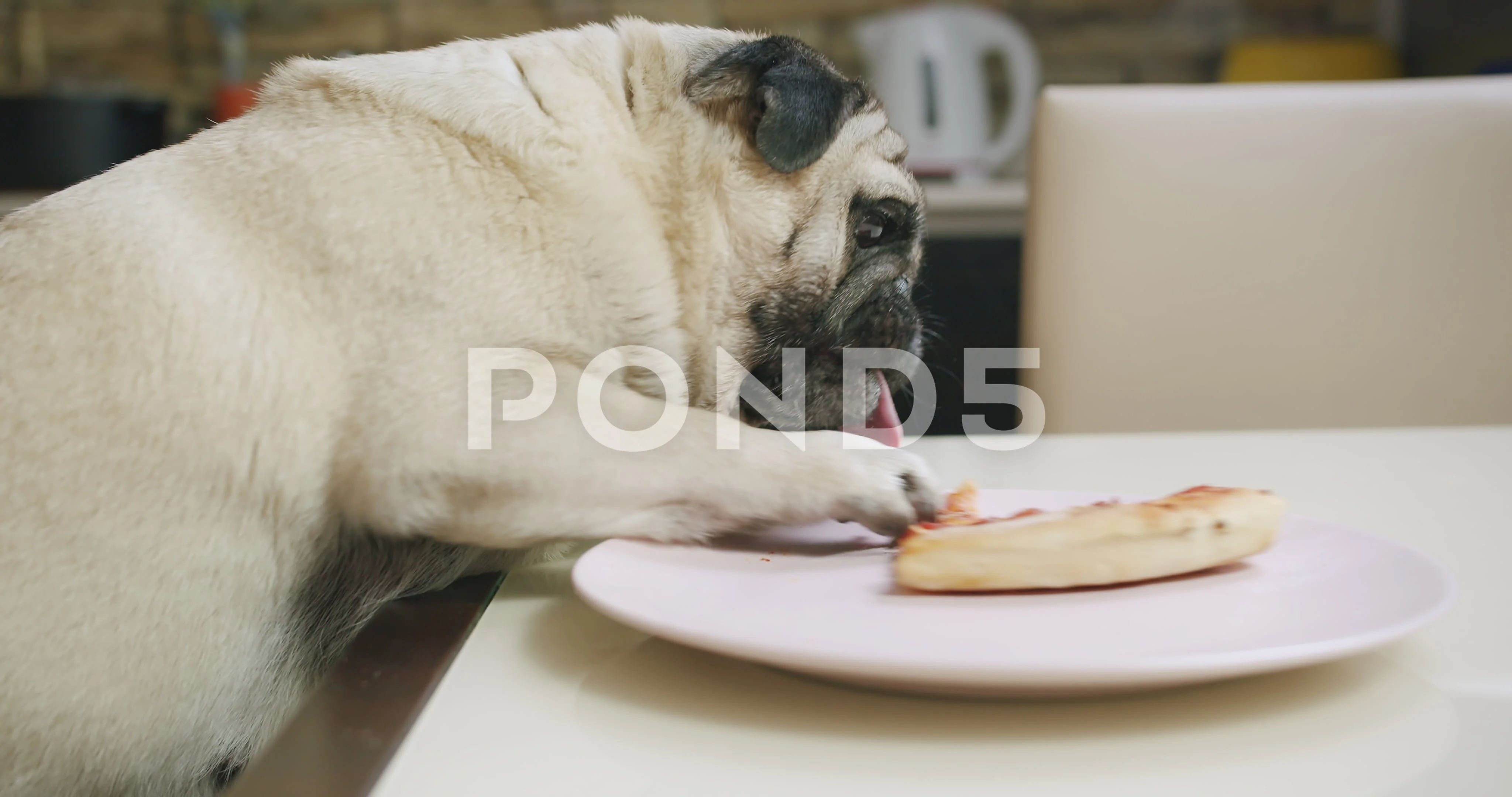 pull pug