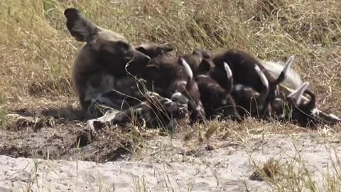 Hungry pups cluster while nursing; mother glances toward camera and licks muzzle 库存影片 319433999
