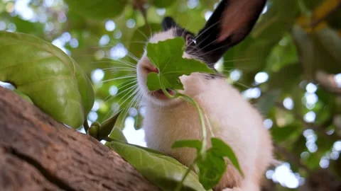 A hungry Rabbit. Cute rabbit with expressive eyes eating leaves. Stock Footage 342765005
