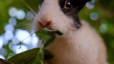 Hungry rabbit. Cute rabbit with expressive eyes eating grass. Stock Footage 342765016