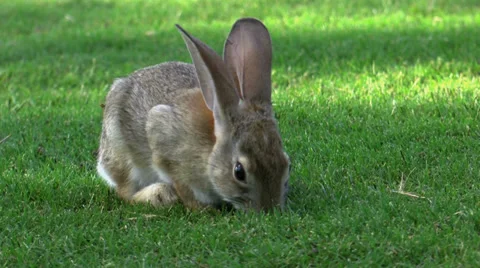 Hungry Rabbit Munches Grass Close Up Stock Footage
